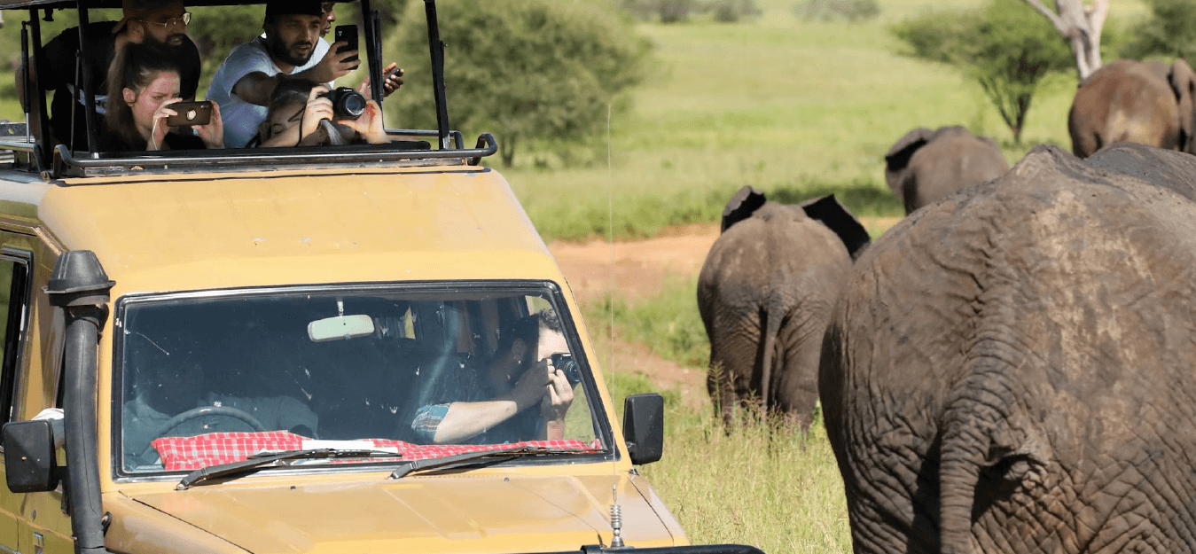 African Skimmer Tanzania Safaris